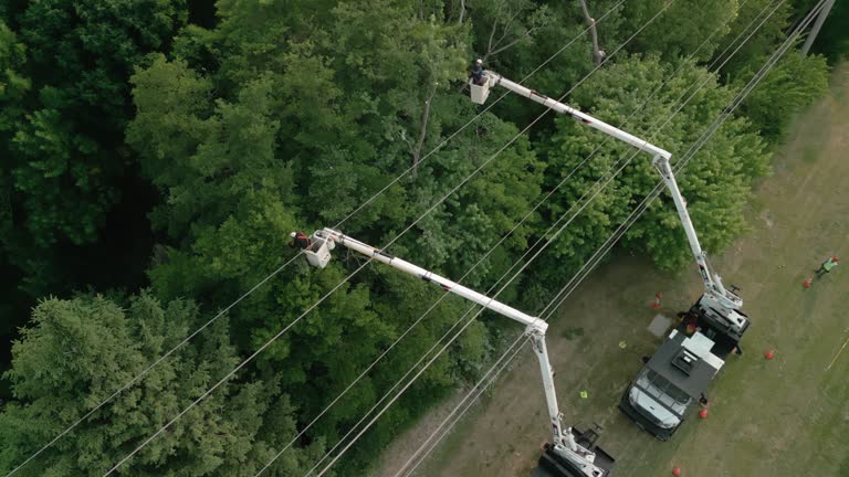 How Our Tree Care Process Works  in Broadway, VA